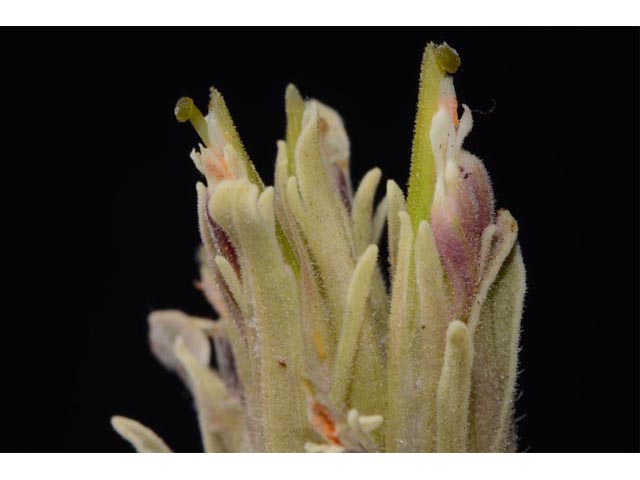 Castilleja pilosa var. steenensis (Steens indian paintbrush) #70182