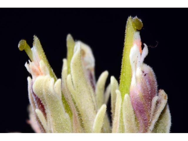 Castilleja pilosa var. steenensis (Steens indian paintbrush) #70183