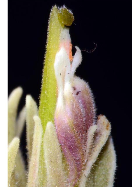 Castilleja pilosa var. steenensis (Steens indian paintbrush) #70184