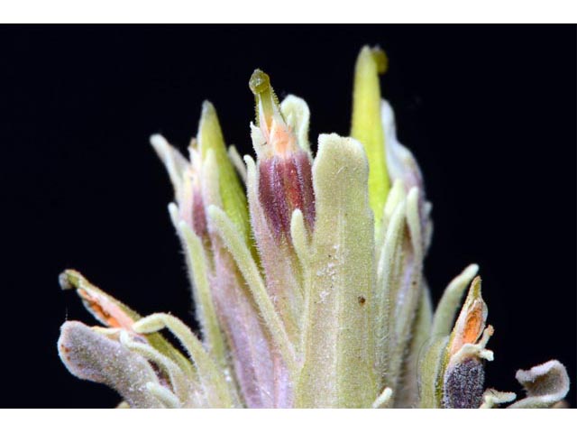 Castilleja pilosa var. steenensis (Steens indian paintbrush) #70185