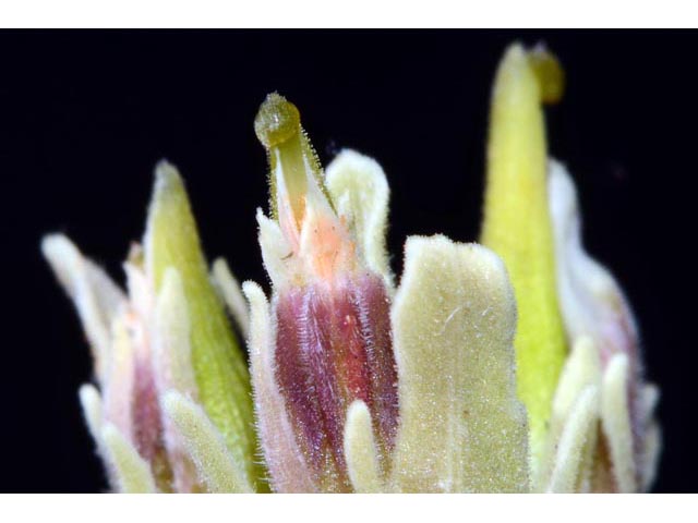 Castilleja pilosa var. steenensis (Steens indian paintbrush) #70186