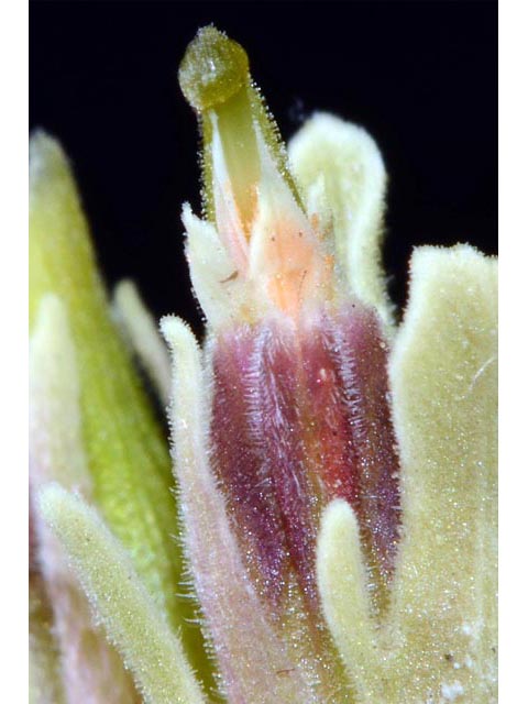 Castilleja pilosa var. steenensis (Steens indian paintbrush) #70187