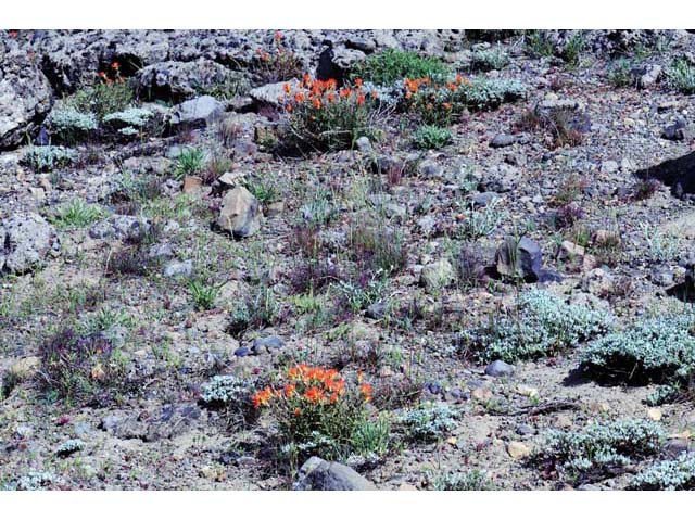 Castilleja pruinosa (Frosted indian paintbrush) #70188