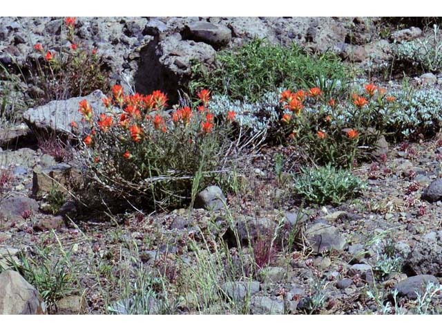 Castilleja pruinosa (Frosted indian paintbrush) #70189