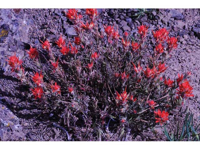 Castilleja pruinosa (Frosted indian paintbrush) #70190