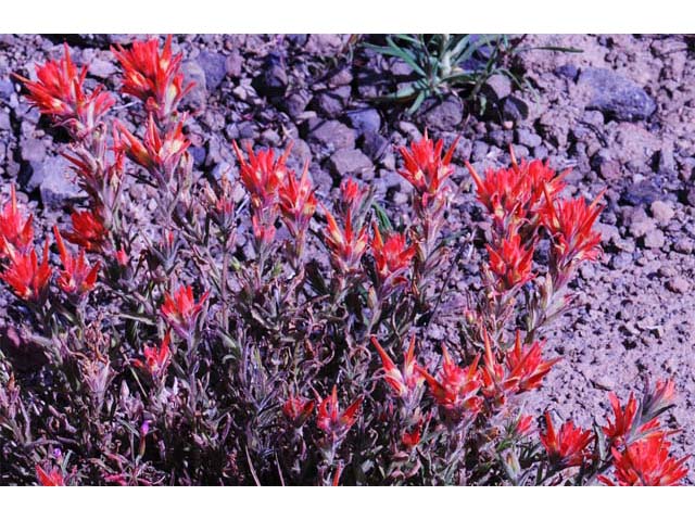 Castilleja pruinosa (Frosted indian paintbrush) #70191