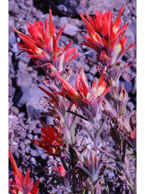 Castilleja pruinosa (Frosted indian paintbrush) #70192