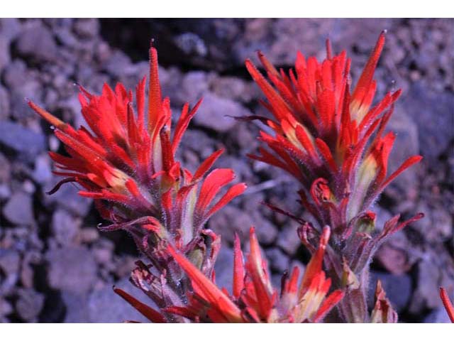 Castilleja pruinosa (Frosted indian paintbrush) #70193