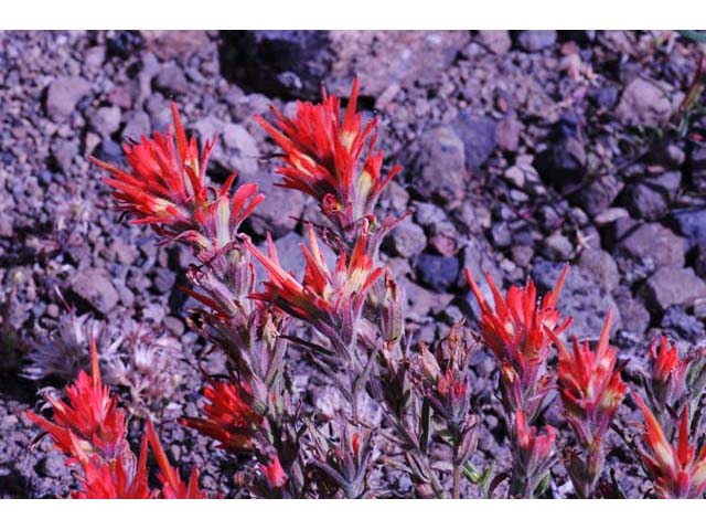 Castilleja pruinosa (Frosted indian paintbrush) #70194