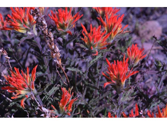 Castilleja pruinosa (Frosted indian paintbrush) #70195