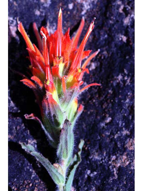 Castilleja pruinosa (Frosted indian paintbrush) #70196