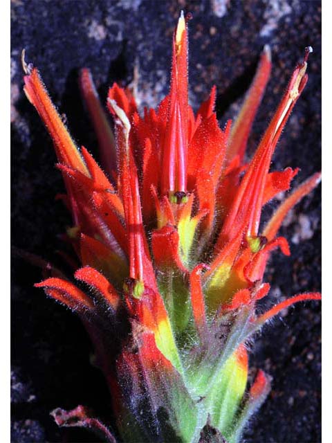 Castilleja pruinosa (Frosted indian paintbrush) #70197