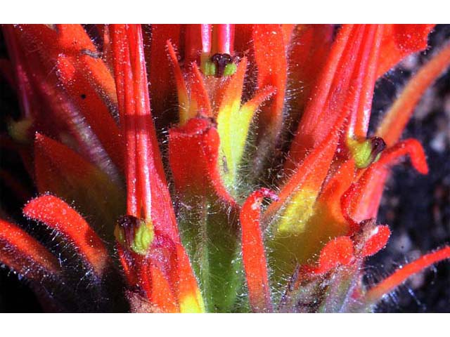 Castilleja pruinosa (Frosted indian paintbrush) #70198