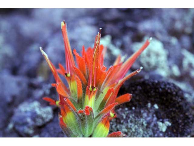 Castilleja pruinosa (Frosted indian paintbrush) #70199