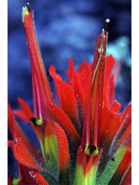 Castilleja pruinosa (Frosted indian paintbrush) #70200