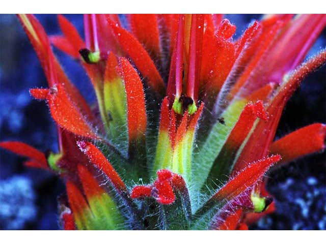 Castilleja pruinosa (Frosted indian paintbrush) #70201