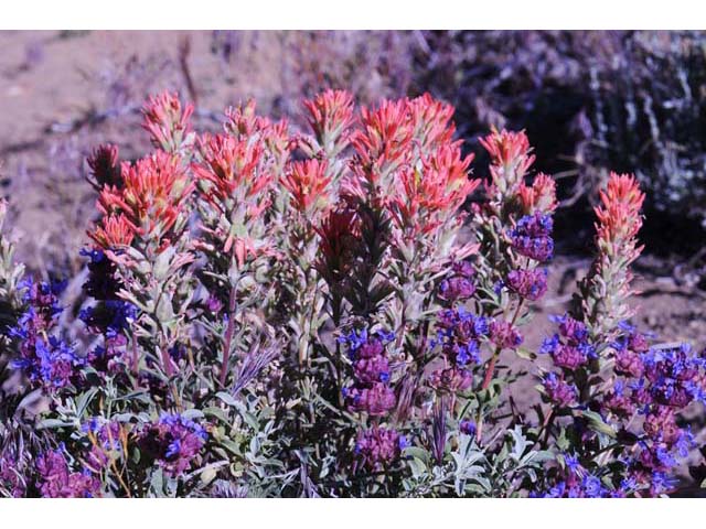 Castilleja pruinosa (Frosted indian paintbrush) #70202