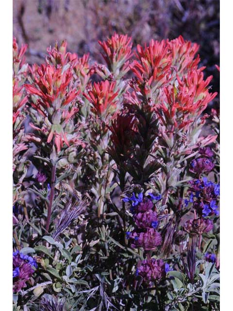 Castilleja pruinosa (Frosted indian paintbrush) #70203