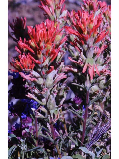 Castilleja pruinosa (Frosted indian paintbrush) #70204