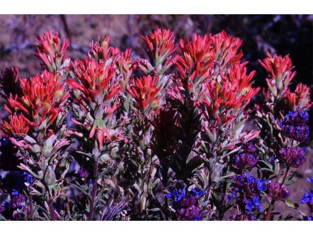 Castilleja pruinosa (Frosted indian paintbrush) #70205