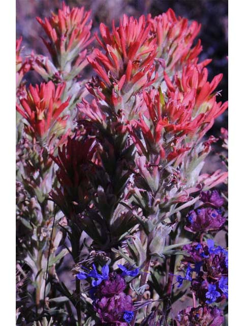 Castilleja pruinosa (Frosted indian paintbrush) #70206