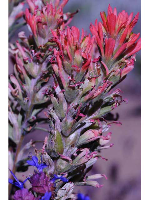 Castilleja pruinosa (Frosted indian paintbrush) #70207