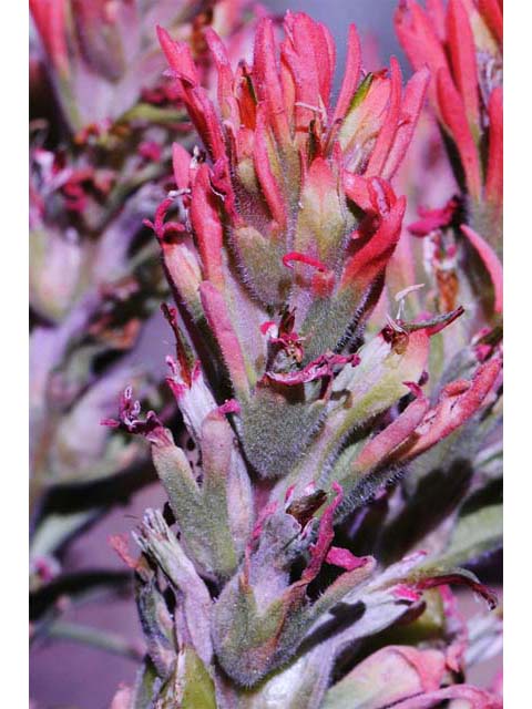 Castilleja pruinosa (Frosted indian paintbrush) #70208