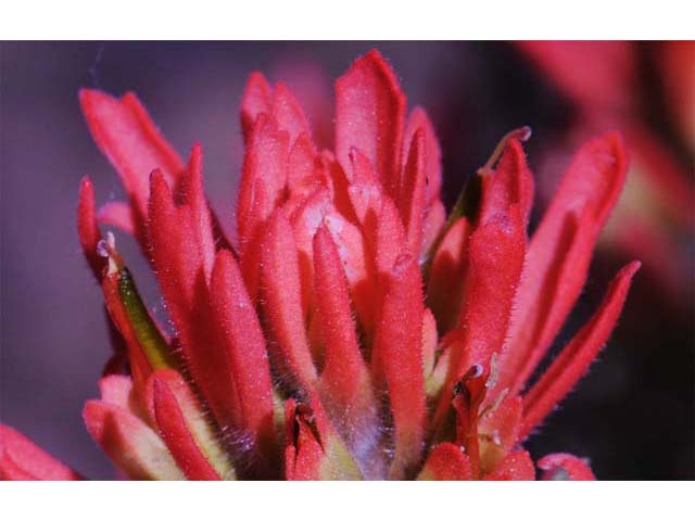 Castilleja pruinosa (Frosted indian paintbrush) #70209