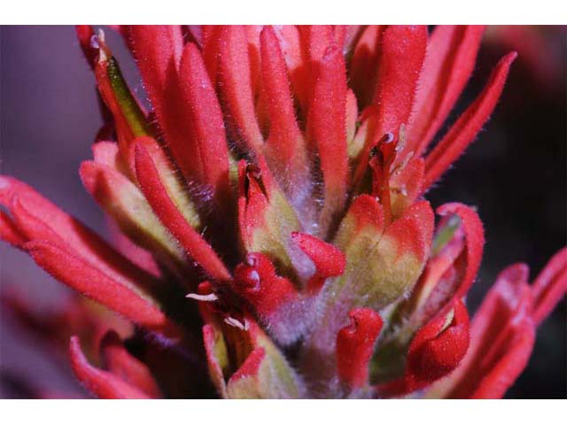 Castilleja pruinosa (Frosted indian paintbrush) #70210