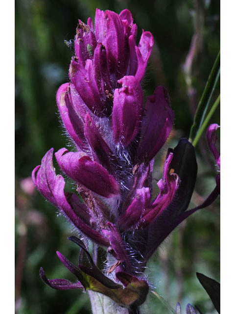 Castilleja rhexiifolia (Splitleaf indian paintbrush) #70215