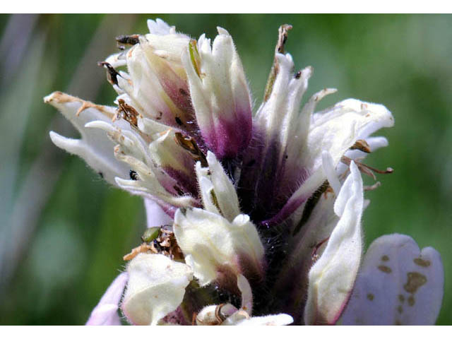 Castilleja rhexiifolia (Splitleaf indian paintbrush) #70227