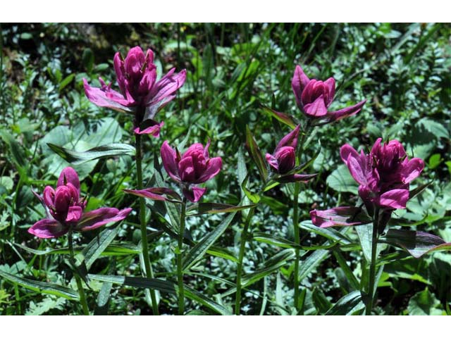 Castilleja rhexiifolia (Splitleaf indian paintbrush) #70229