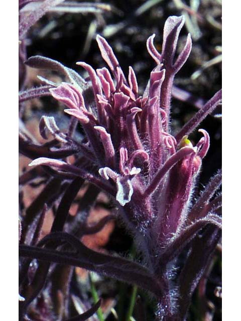 Castilleja pilosa (Parrothead indian paintbrush) #70248