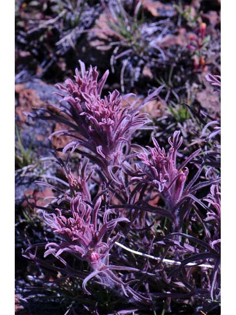 Castilleja pilosa (Parrothead indian paintbrush) #70251