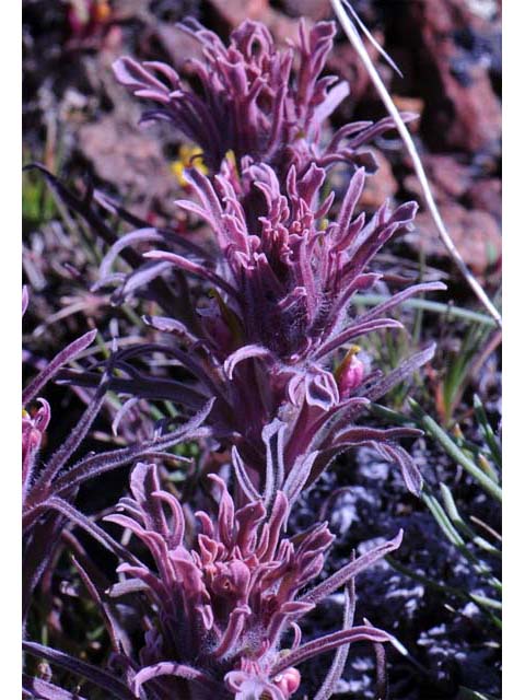 Castilleja pilosa (Parrothead indian paintbrush) #70252