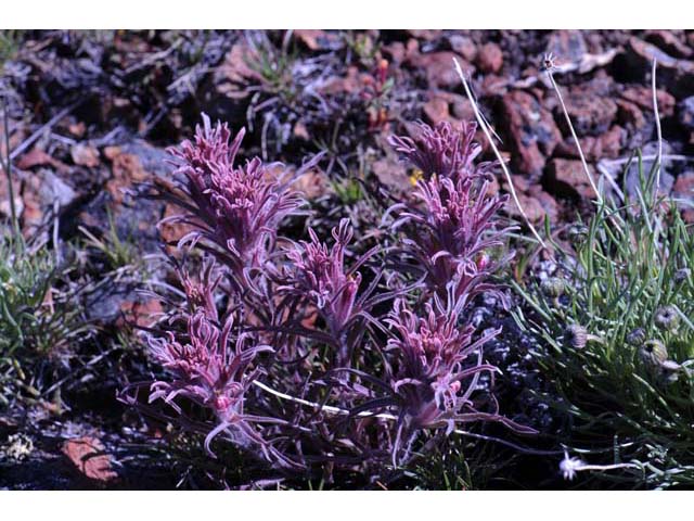 Castilleja pilosa (Parrothead indian paintbrush) #70253