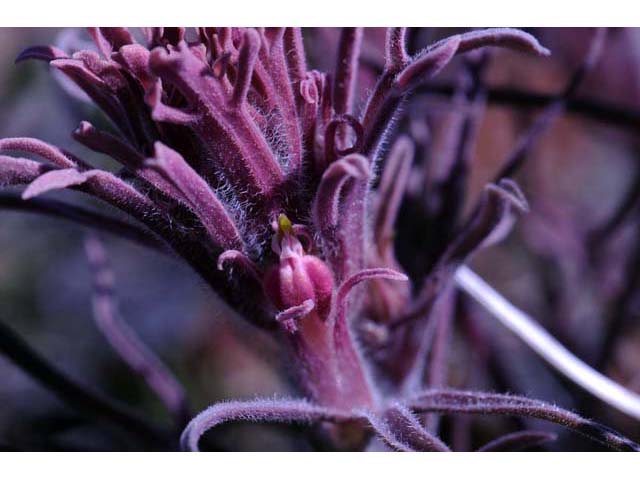 Castilleja pilosa (Parrothead indian paintbrush) #70254