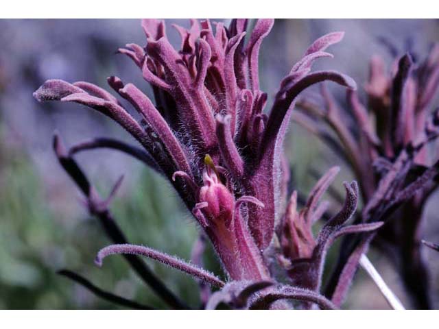 Castilleja pilosa (Parrothead indian paintbrush) #70261