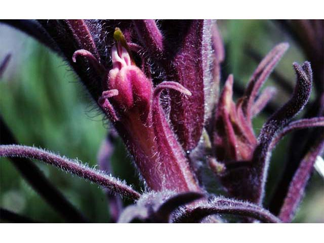 Castilleja pilosa (Parrothead indian paintbrush) #70262