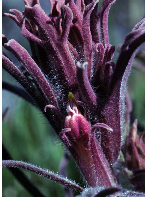 Castilleja pilosa (Parrothead indian paintbrush) #70263