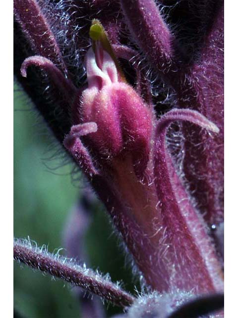 Castilleja pilosa (Parrothead indian paintbrush) #70264