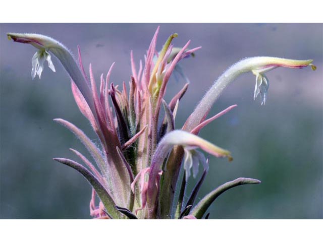 Castilleja sessiliflora (Downy painted cup) #70274