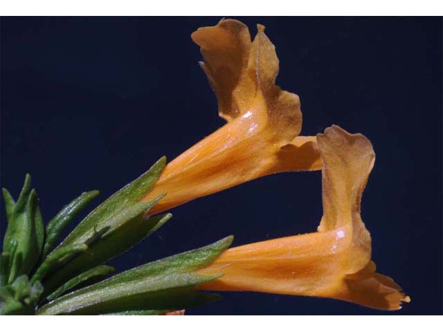 Diplacus aurantiacus ssp. aurantiacus (Orange bush monkeyflower) #70422