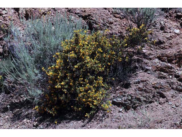 Diplacus aurantiacus (Orange bush monkeyflower) #70428