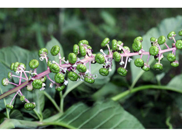 Phytolacca americana (American pokeweed) #70468