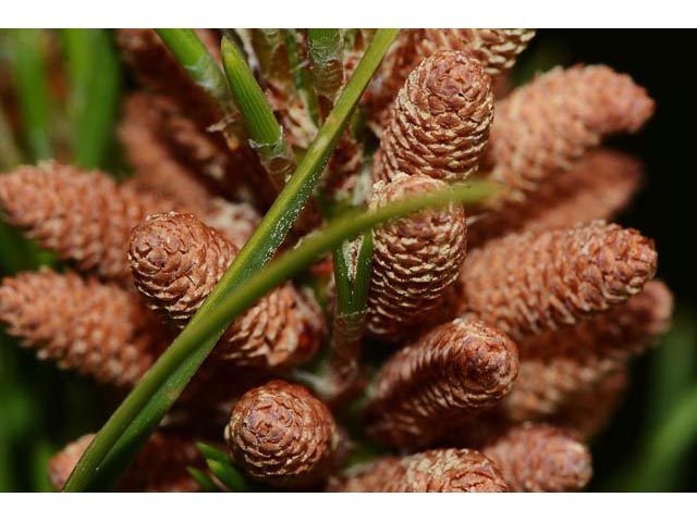 Pinus ponderosa var. scopulorum (Rocky mountain ponderosa pine) #70609