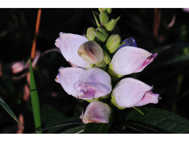 Chelone glabra (White turtlehead) #70756