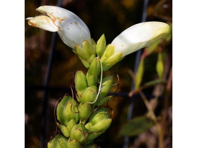 Chelone glabra (White turtlehead) #70780