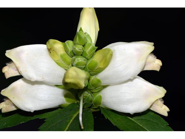 Chelone glabra (White turtlehead) #70798