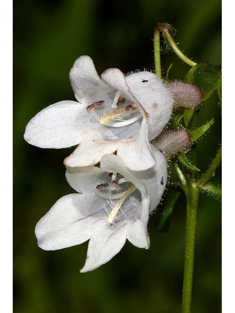 Penstemon digitalis (Mississippi penstemon) #70887